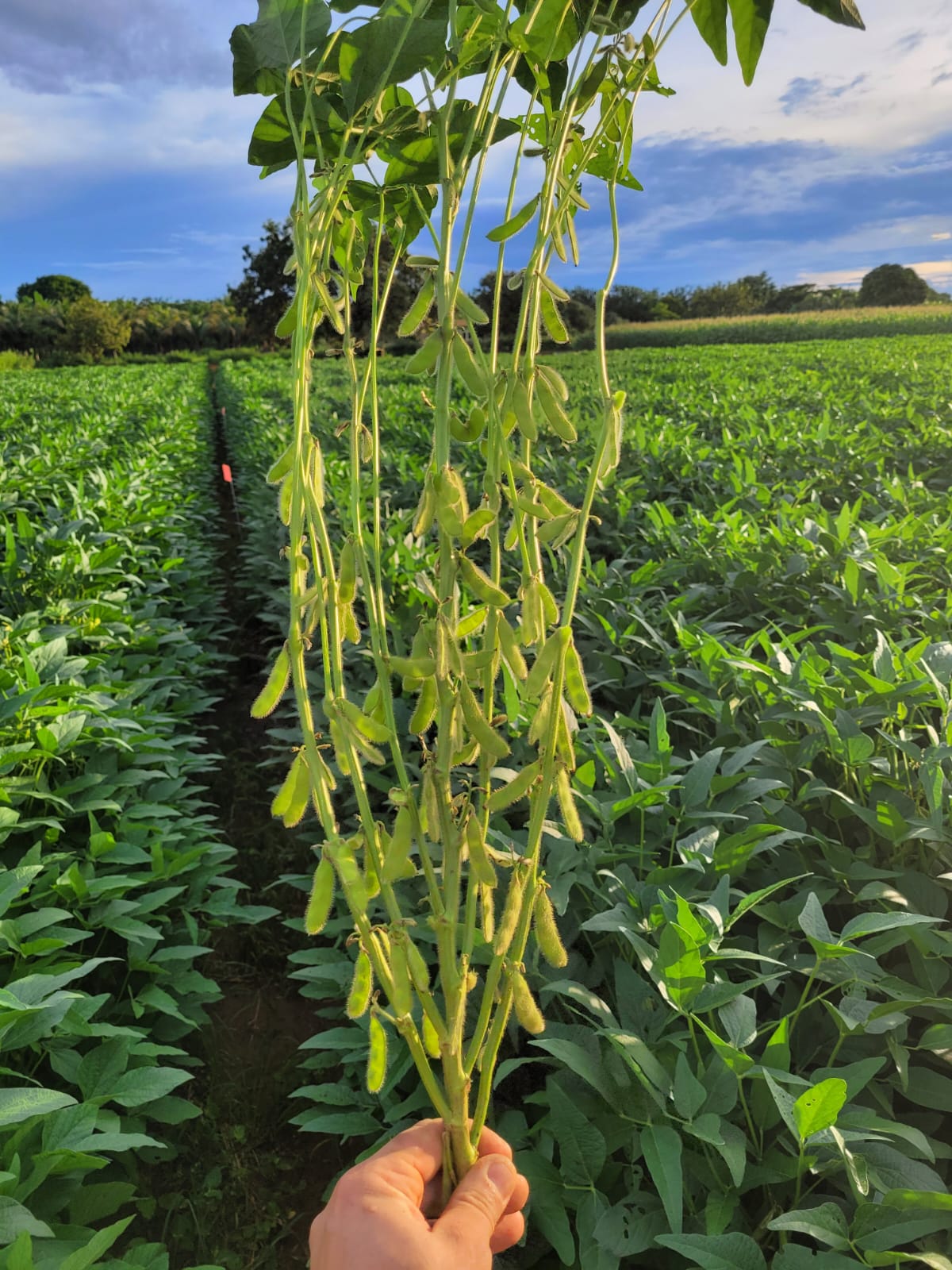 Imagem de pesquisa agrícola
