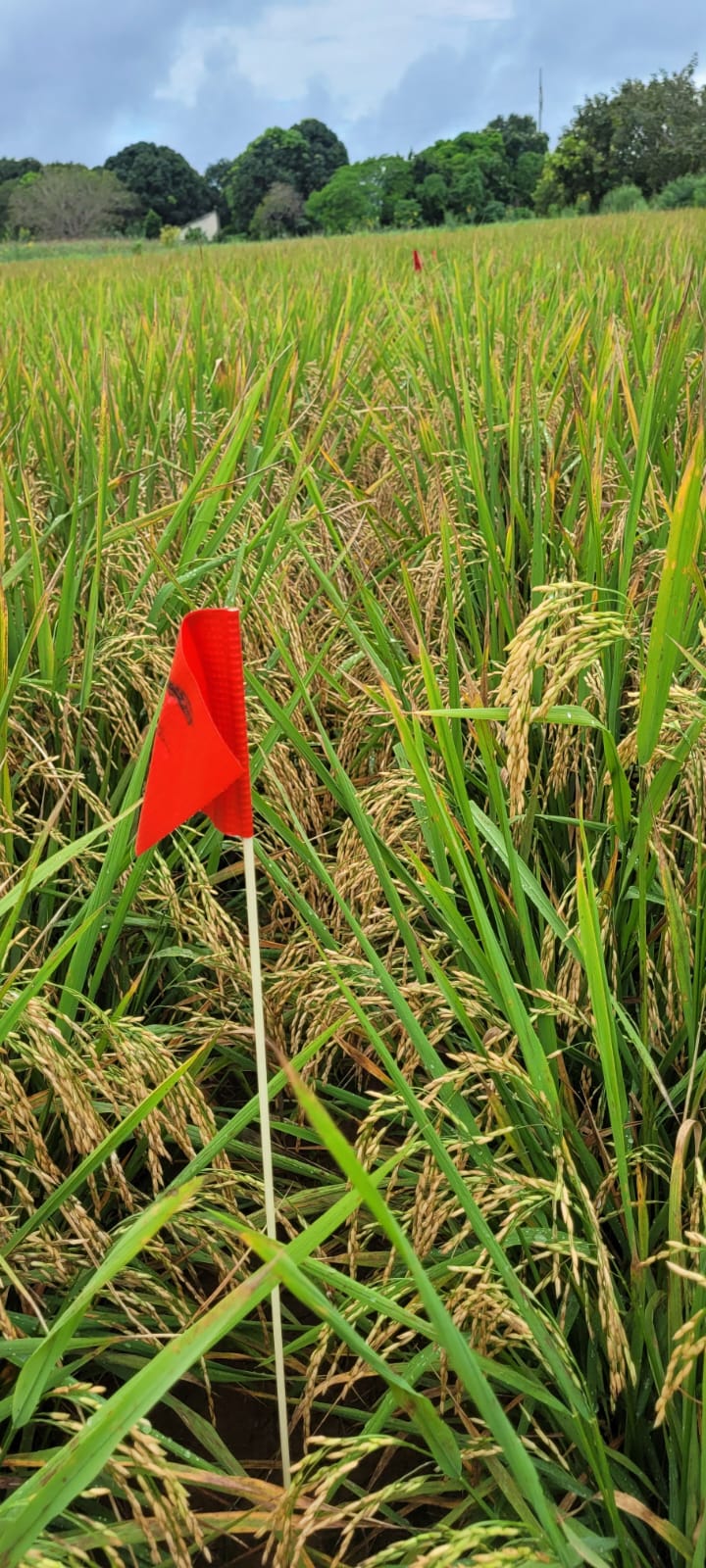 Imagem de pesquisa agrícola
