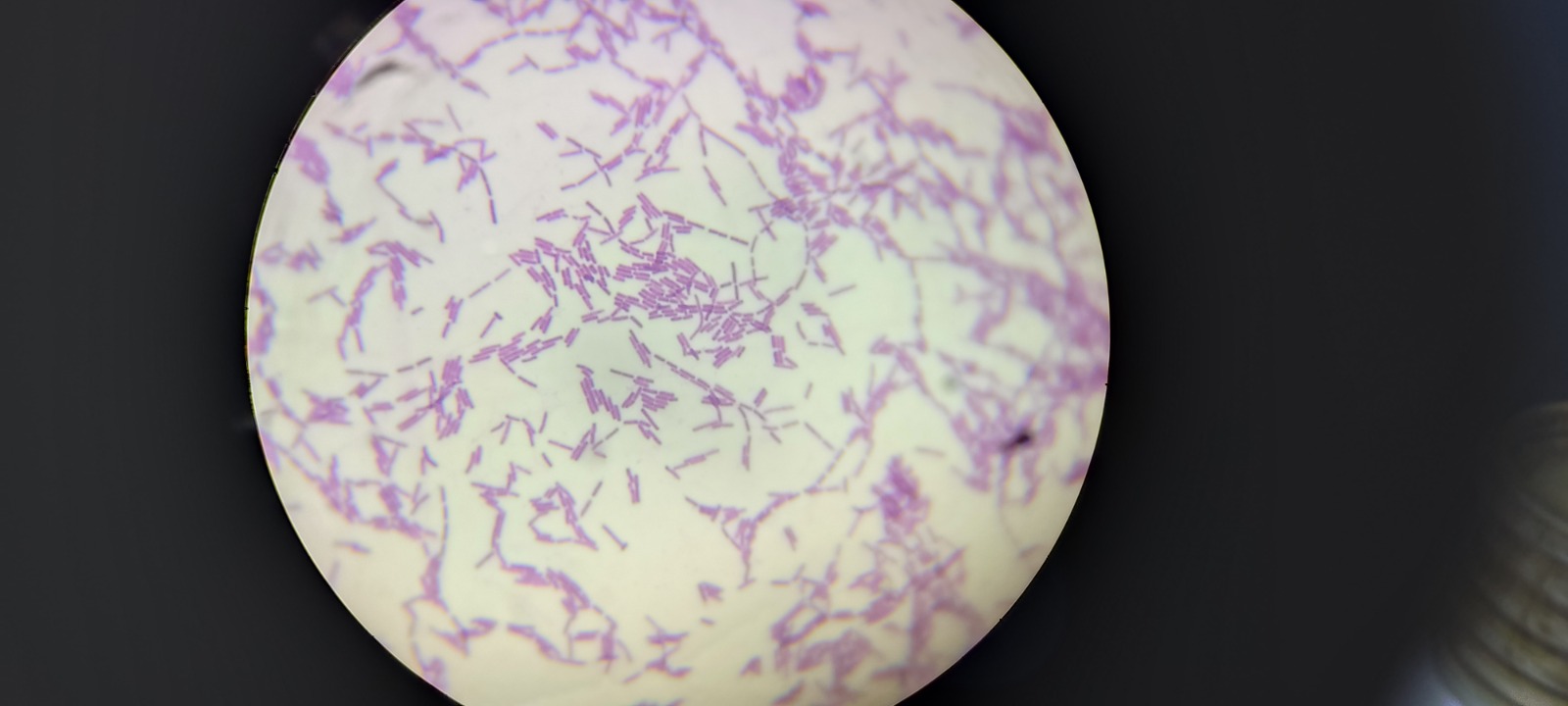 Laboratório de microbiologia